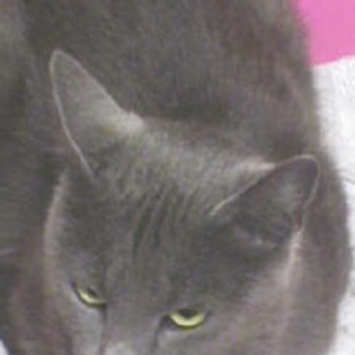 No photo for Gypsy