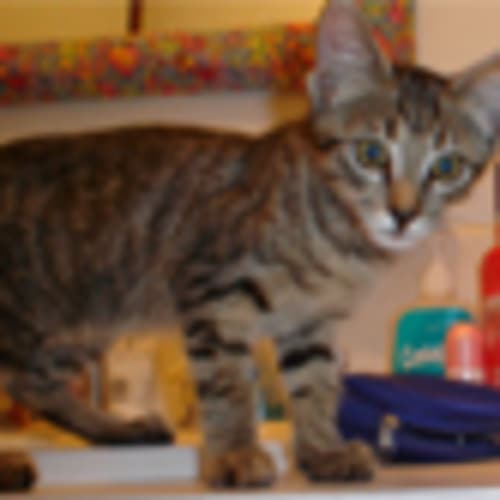 No photo for Kitten