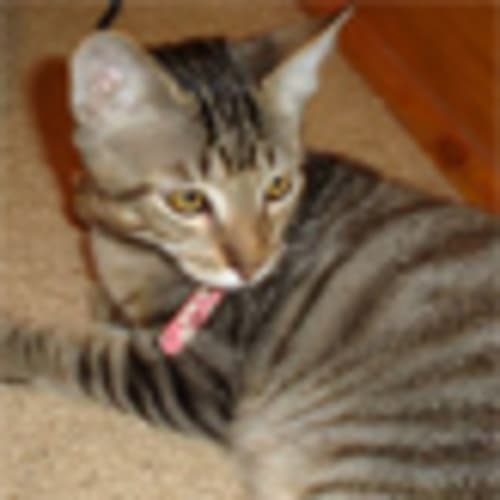 No photo for Kizon