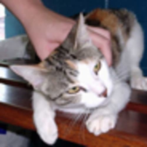 No photo for Torti