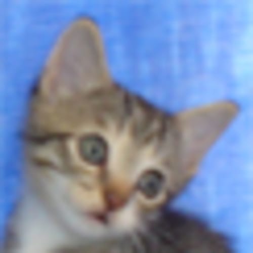 No photo for Marula
