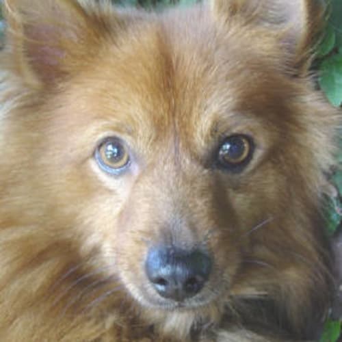 No photo for Rusty