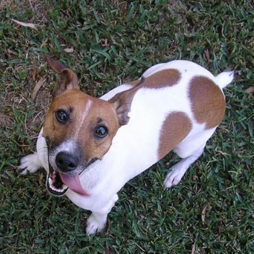 No photo for Scooby