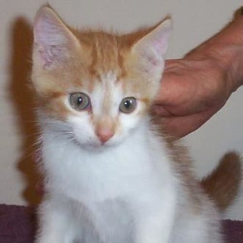 No photo for Gingerbits, Cute Ginger And White 