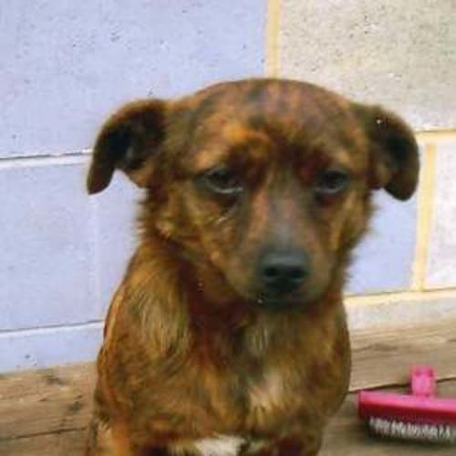 No photo for Lucky, Brindle Foxie X Chihuahua