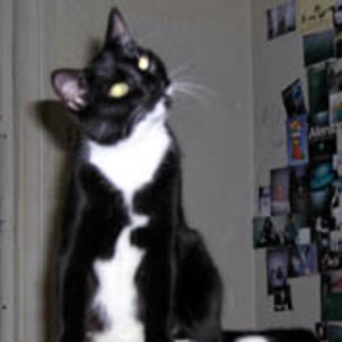 No photo for Sylvester