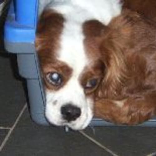 No photo for Rupert