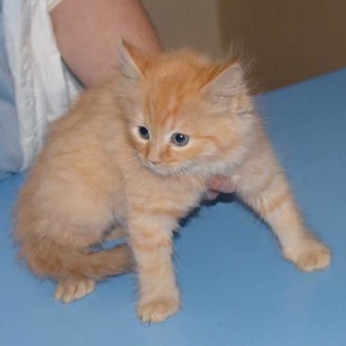 No photo for Munchkin