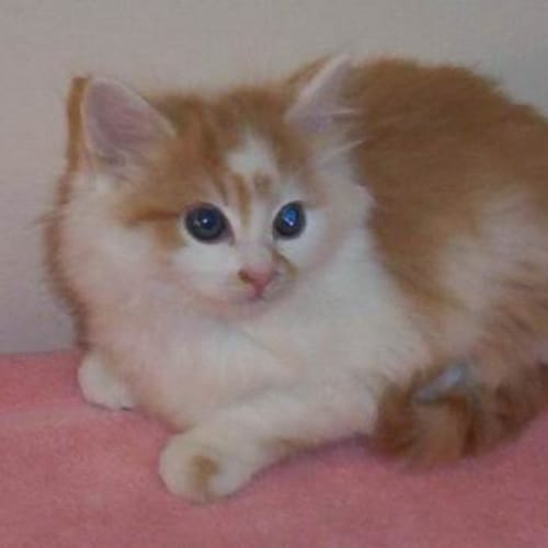 No photo for Peaches And Her Three Fluffy 8 Week Old Brothers 