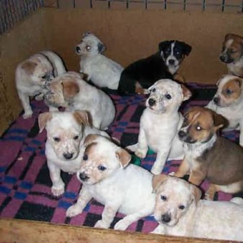 No photo for Puppies