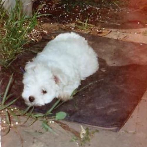 No photo for Theo, Lovely Little Special Needs Shih Tzu X Pup