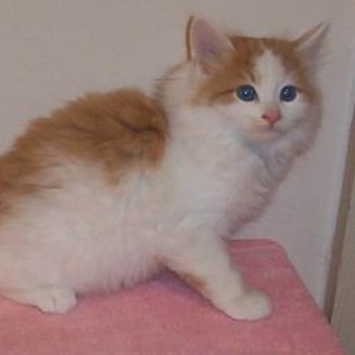 No photo for Soft Touch, Fluffy 10 Weeks Old Kitten
