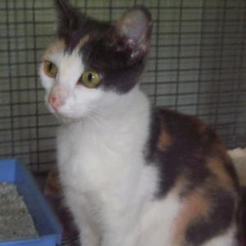 No photo for Marguerite, Blue Tortoiseshell With White