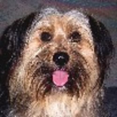 No photo for Hairy Maclary