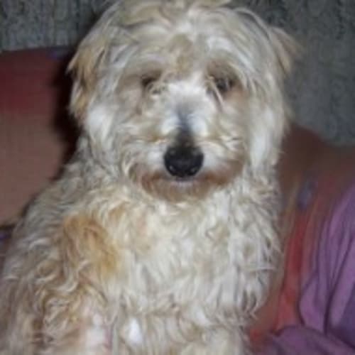 No photo for Doogie
