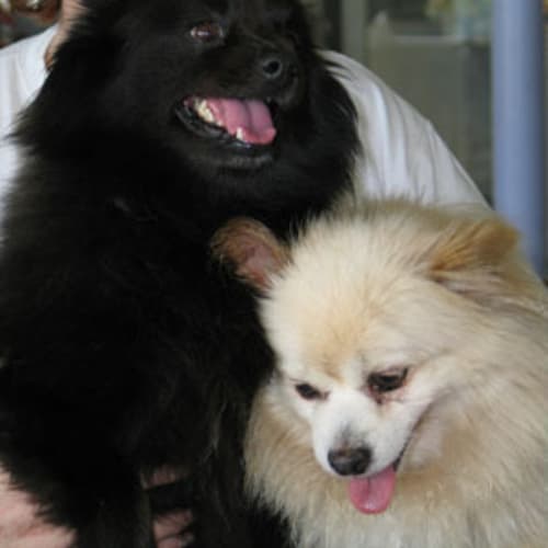 Benji & Smokie