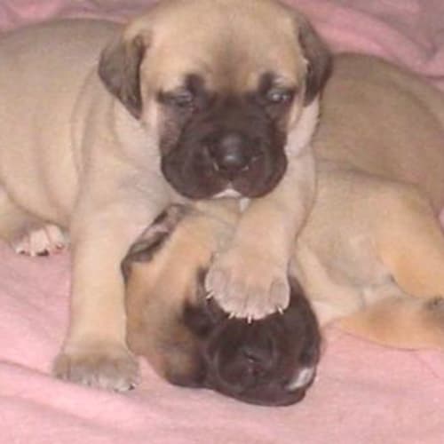 No photo for Jessie's Pups