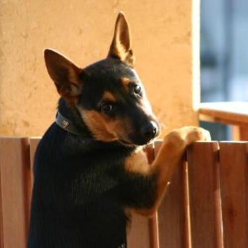 No photo for Zena
