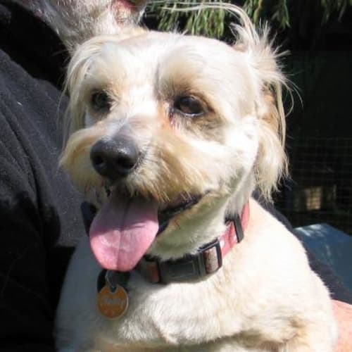 Toby