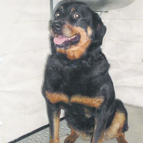 Gypsy (Rotti)