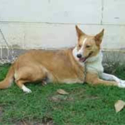 Mika