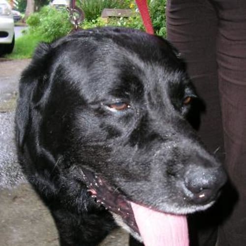 Toby