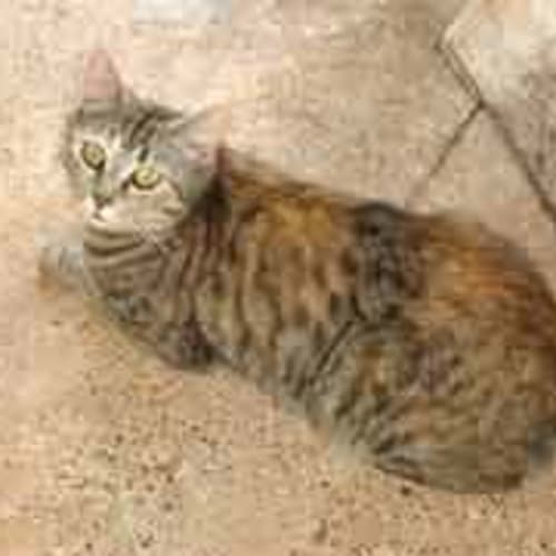 Tasha