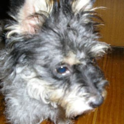 Muffy