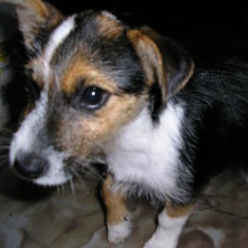 Buster