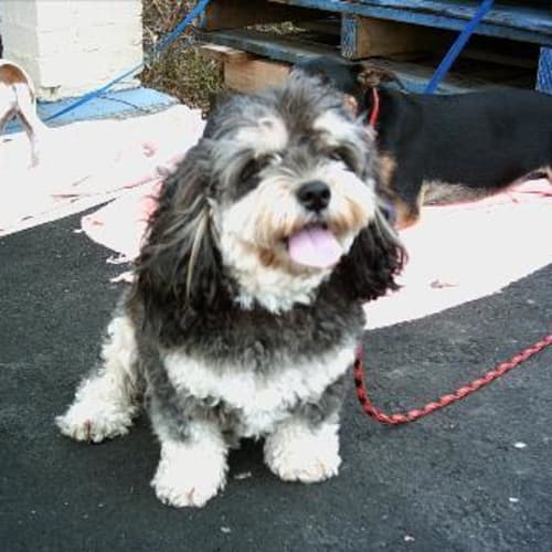 Peppie