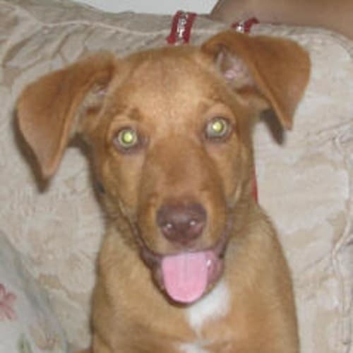Rufus