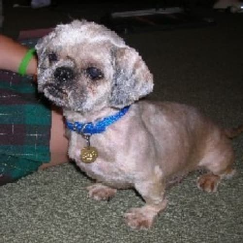 Bosley