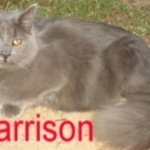 Harrison