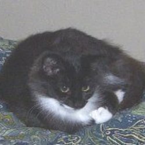 Kiwi
