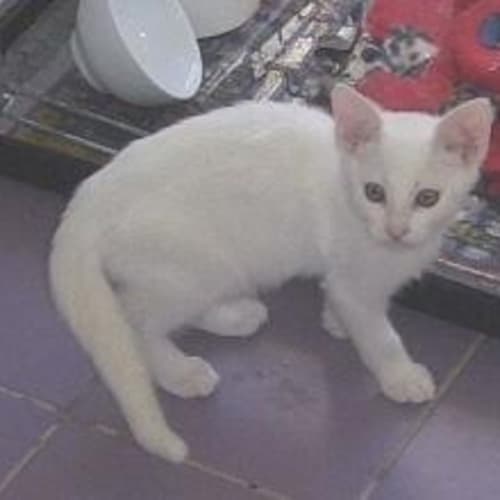Petrov