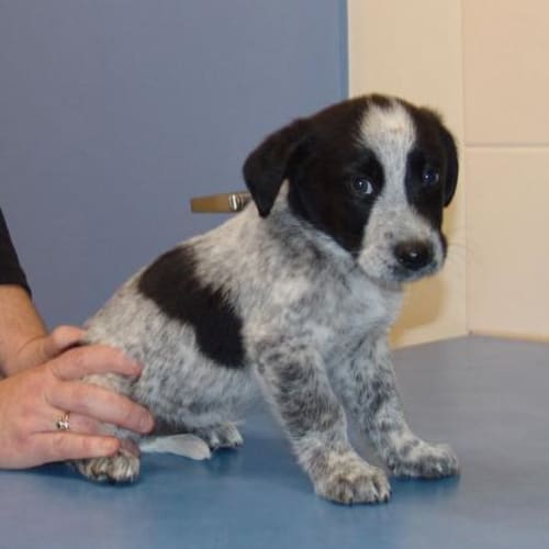 Spotty