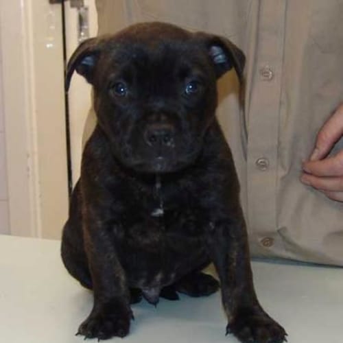 Diesel