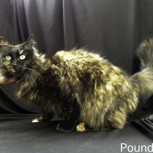 No photo for Pound Cats | Lucinda
