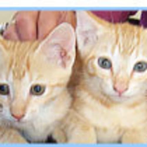 No photo for Ginger Kitten