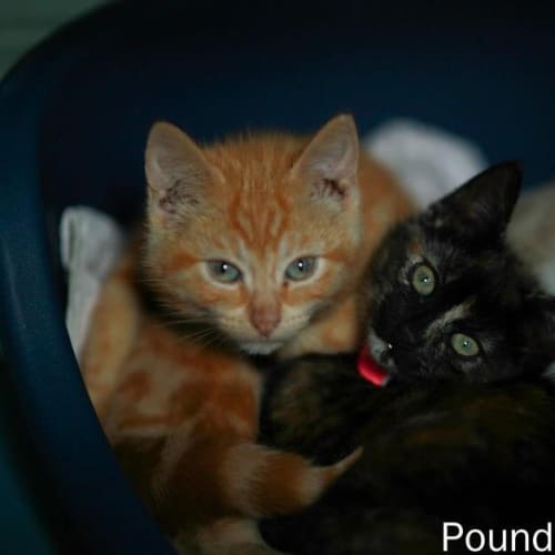 No photo for Pound Cats | Miika