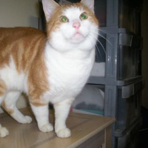 No photo for Garfield   The Gentle Giant