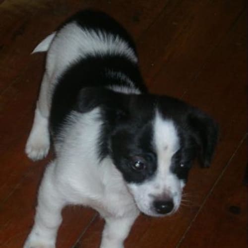 No photo for Ruben, 13 Weeks Old Foxie X Peke