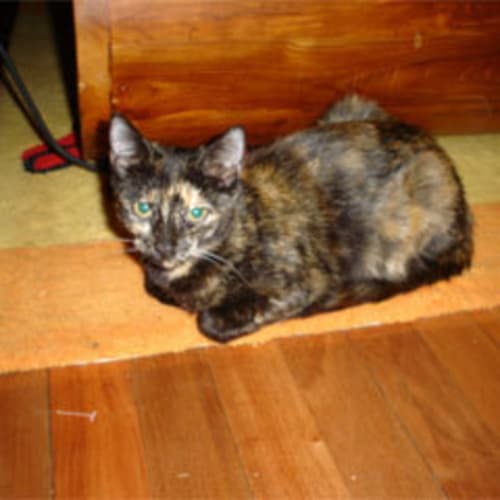 Tiny
