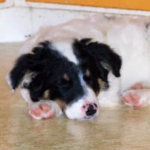 Dottie