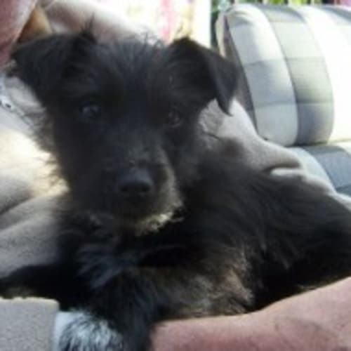 No photo for Li L Sooty