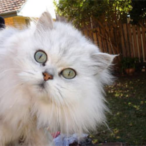 Mishka