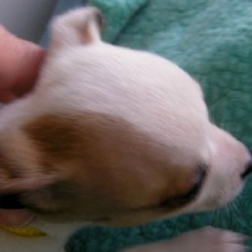 No photo for Dachi