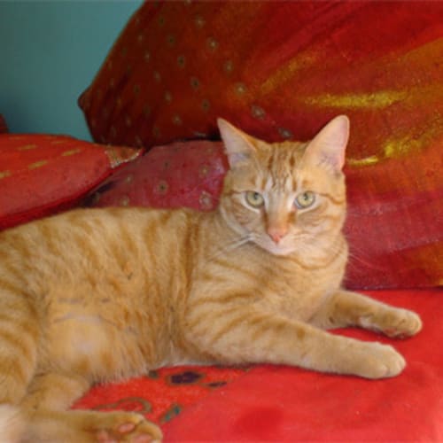 garfield