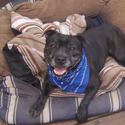 No photo for Gus (On Tria 3/10/12)