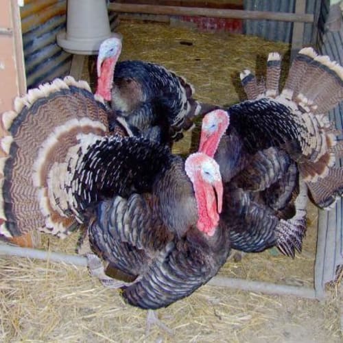 No photo for Gobblers (2 Left Needing Homes)